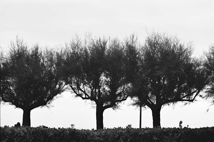 Three trees