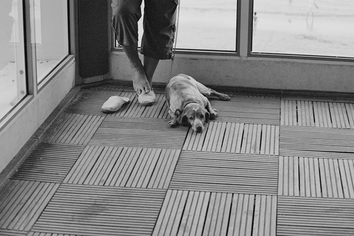 Shoes and dog